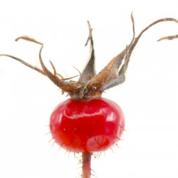 Wild Rose Hip